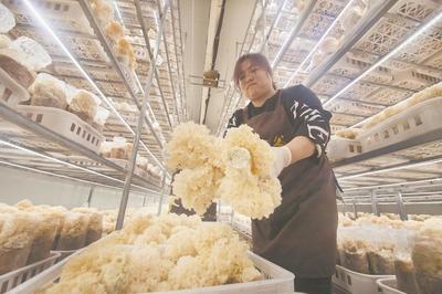 绣球菌喜获丰收 乡村振兴路上的“白色珍珠”